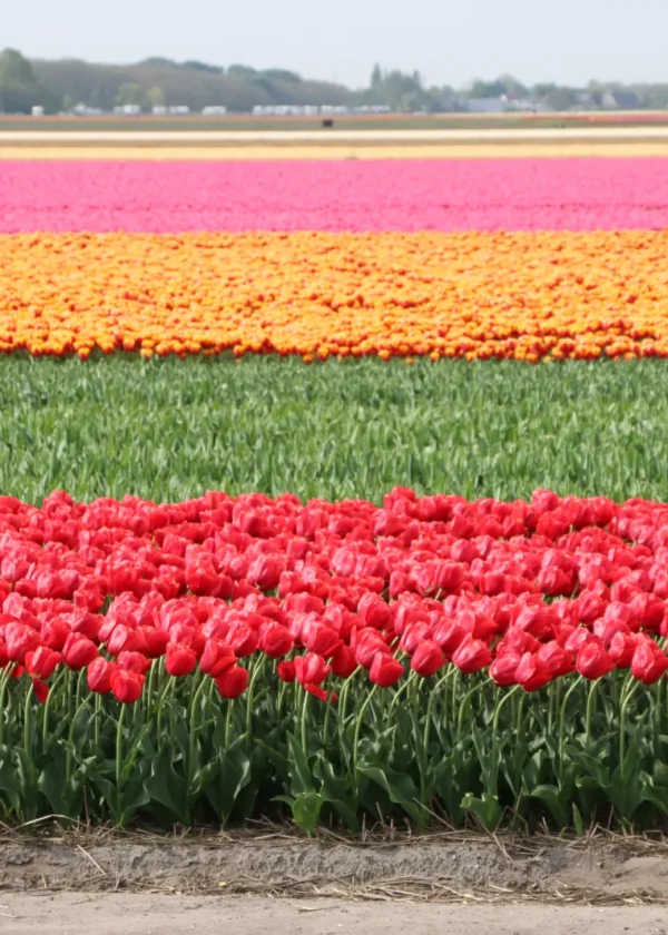 Haarlem: The Flower Capital of the Netherlands
